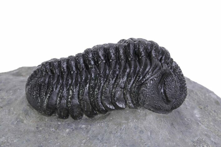 Beautiful Morocops Trilobite - Ofaten, Morocco #359608